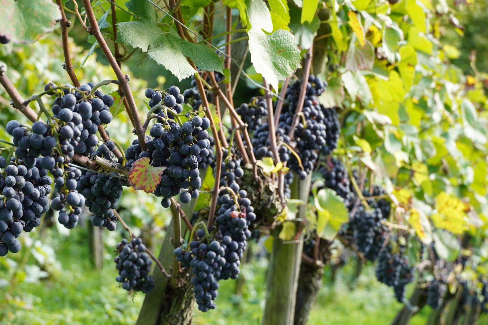 Bunches of ripe dark red Shiraz wine grapes hanging on the vine in a sunlit vineyard row