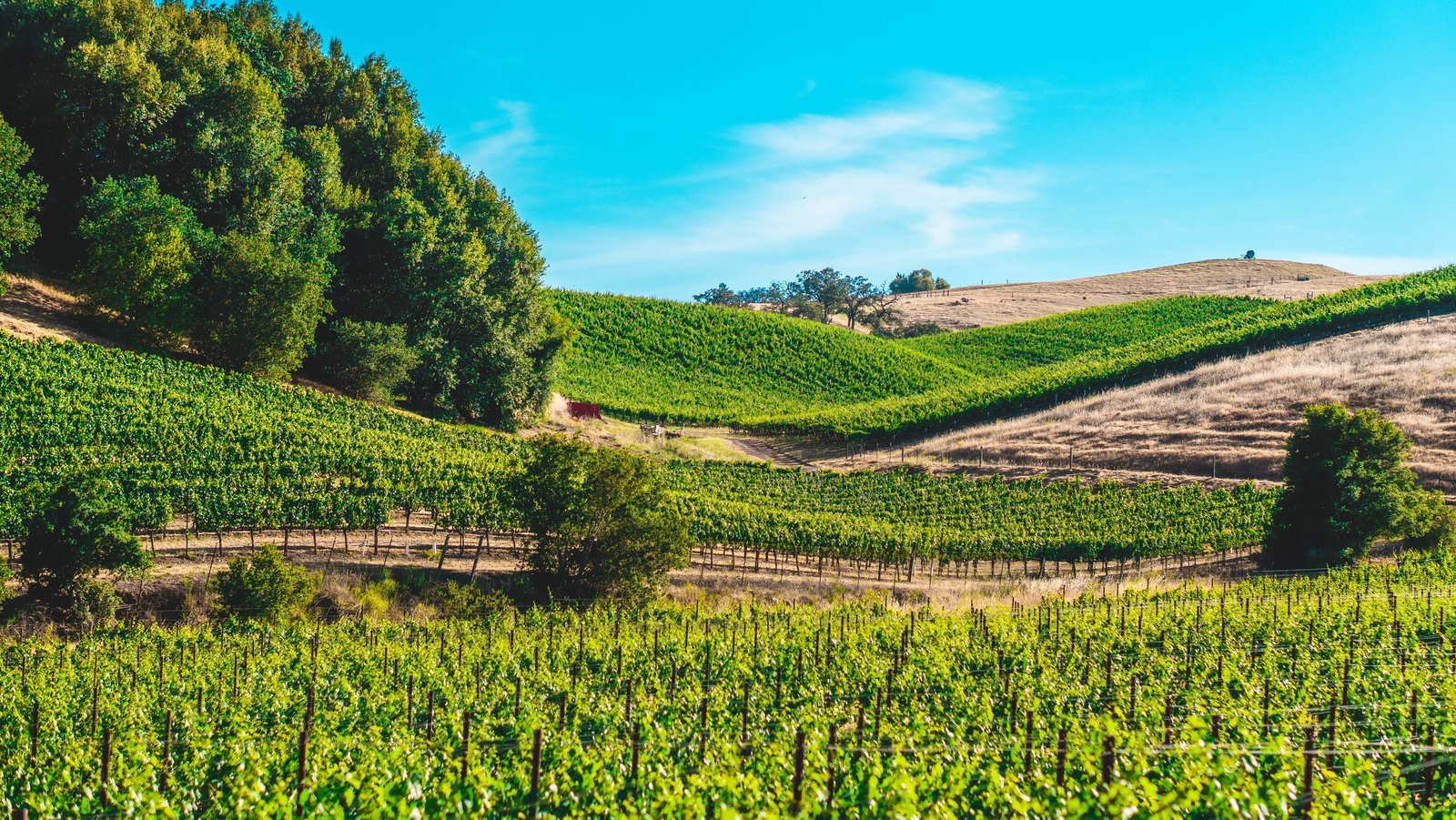Rows of vines running across cool high-country hills under a clear sky, the kind of elevated landscape that defines the Granite Belt