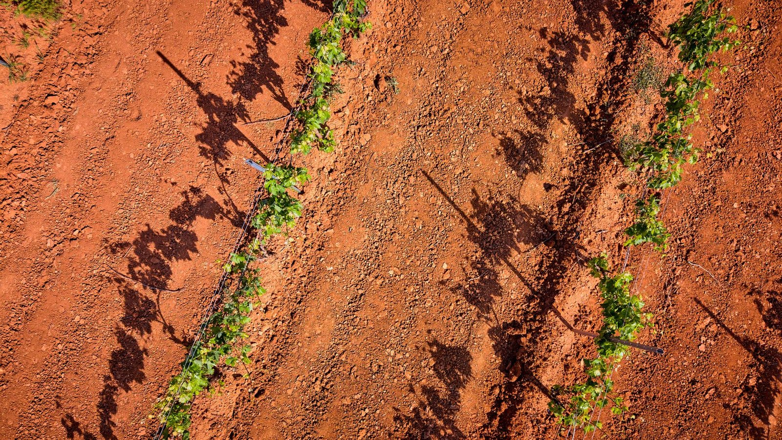 Aerial view of vineyard rows running across the deep red Cambrian soil of the Heathcote wine region in central Victoria