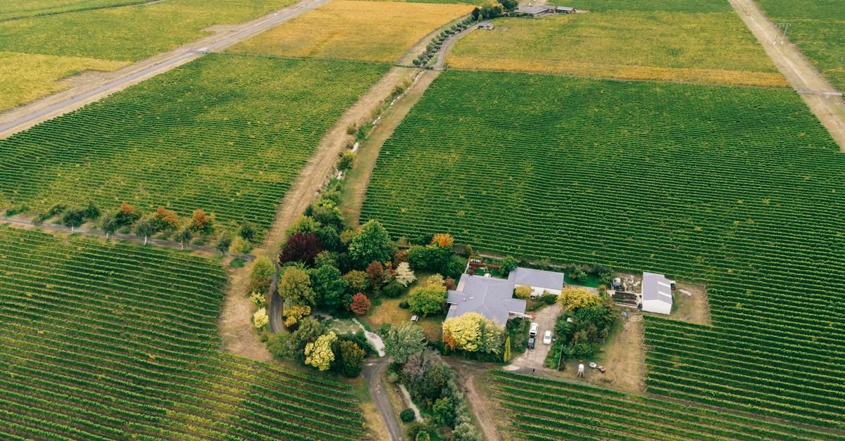 Aerial view of cool-climate vineyard rows turning autumn colours across gentle green hills, the kind of country where organic Pinot Noir grows in southern Australia