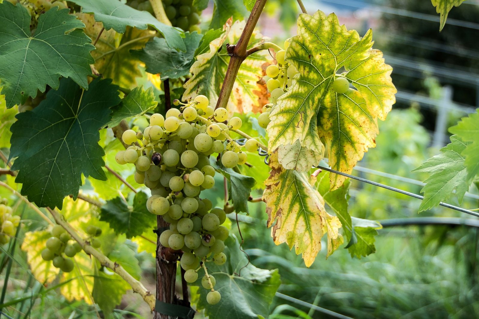 Ripe green wine grapes hanging on the vine in a sunny vineyard, the pale fruit that becomes Riesling