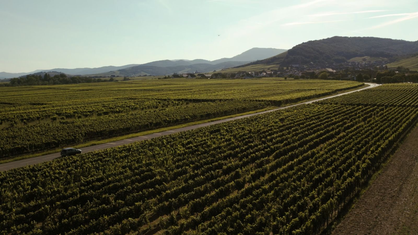 Rows of vines running across gently sloping vineyard hills under an open sky, illustrating organic vineyard country